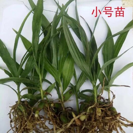 祁东县紫花白芨苗 