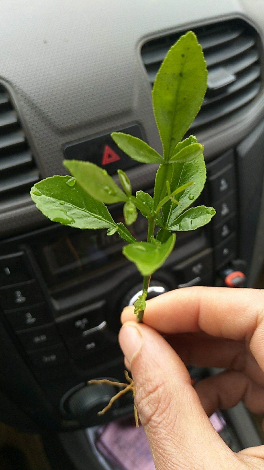 枳橙苗 嫁接苗 0.5米以下