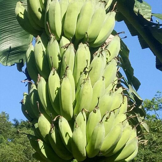 安龙县西贡蕉 八成熟 