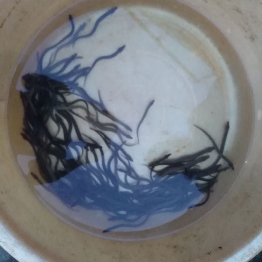 博白县鳗鱼苗 