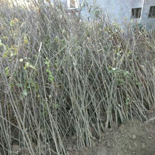 阳新县吴茱萸种子