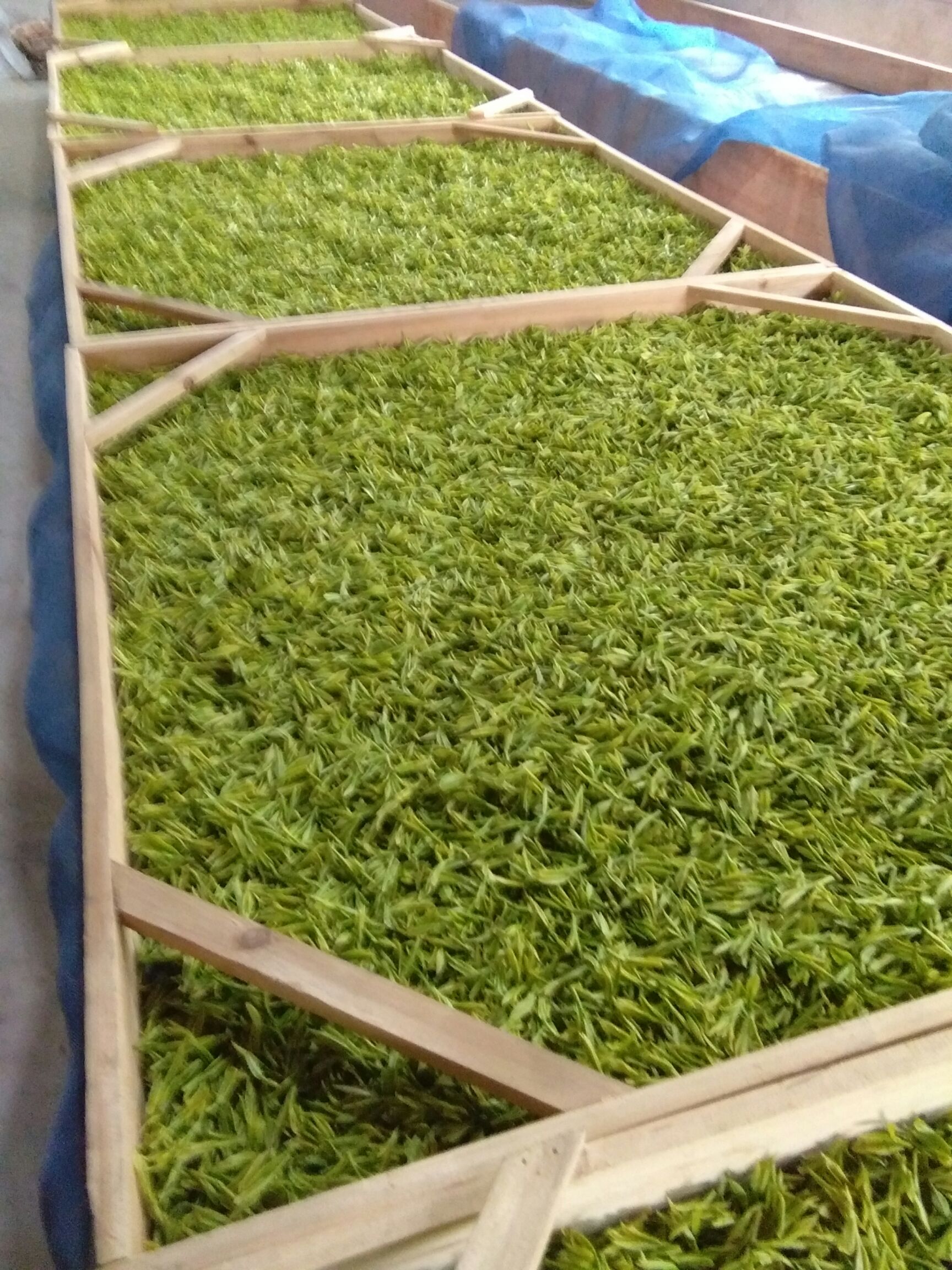 安吉白茶 特级 礼盒装