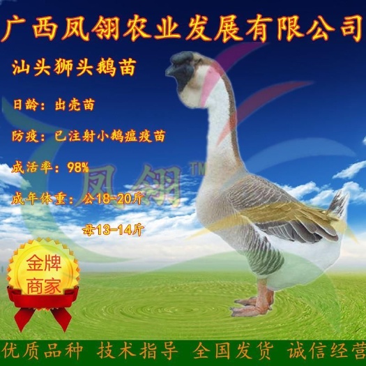 南宁狮头鹅 汕头狮苗～大种