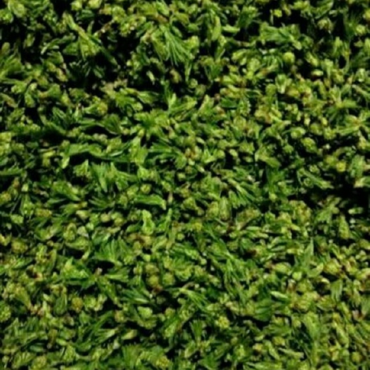 桐柏县珍珠花菜