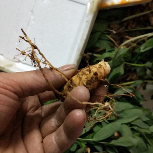 崇阳县黄精种苗 