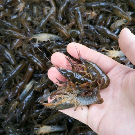 潜江市小龙虾苗  青虾苗 优质稻田虾苗潜江万亩基地直供大量虾苗，青红苗和红苗，