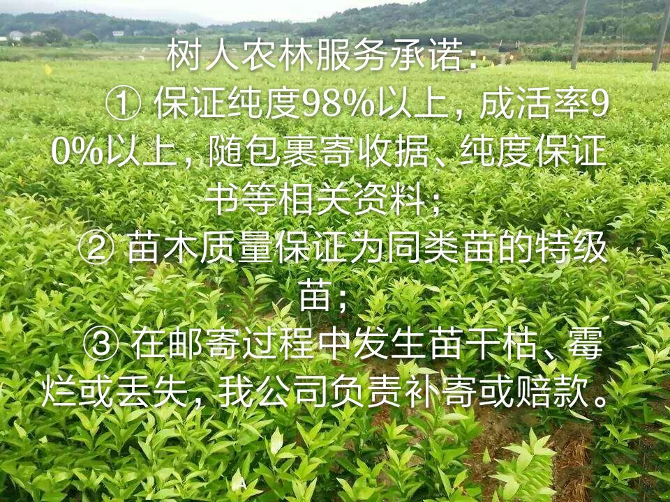 日南一号蜜柑苗  特早蜜桔，树人公司基地直供，纯度品质保障签订合同