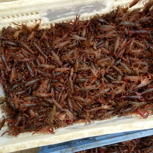 桂林《推荐》桂林龙虾苗