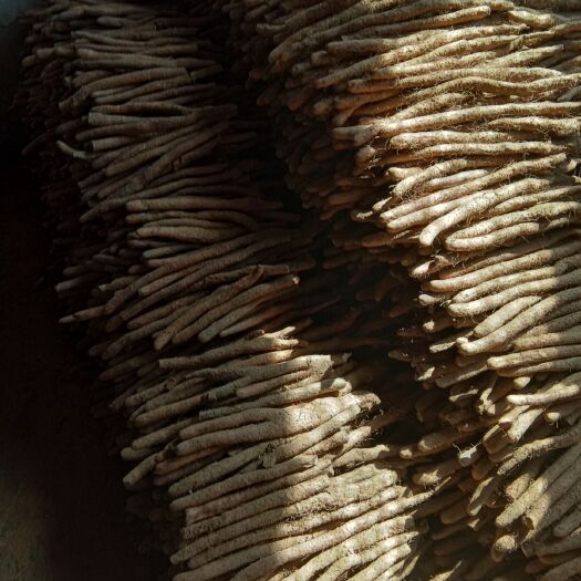 蠡县麻山药 30~40cm 
