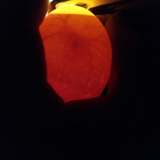 宝兴县土鸡种蛋 箱装 孵化