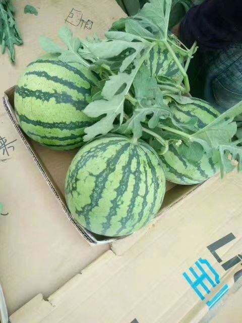 夏邑县商丘夏邑西瓜，夏邑西瓜，砀山西瓜，甜王西瓜