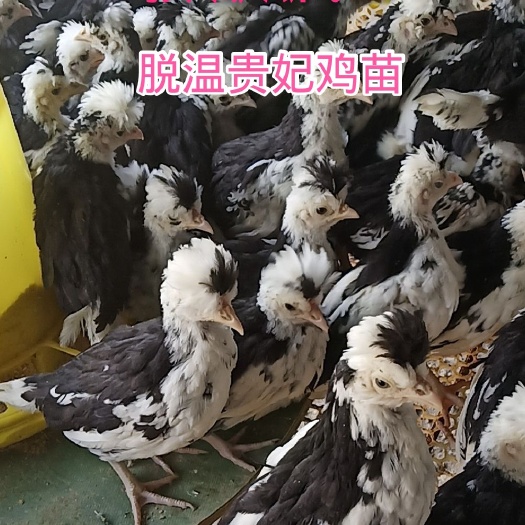 沭阳县贵妃鸡苗 脱温  半斤左右