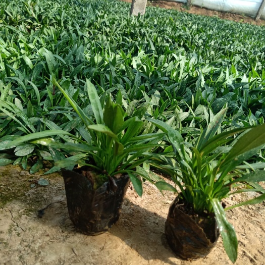 青州市荷兰菊苗 荷兰菊