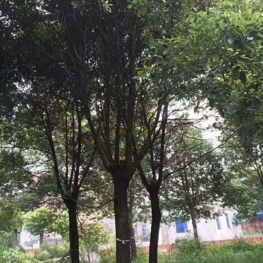 苏州小叶樟