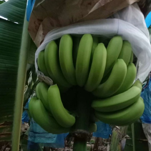 昌江巴西香蕉 八成熟 