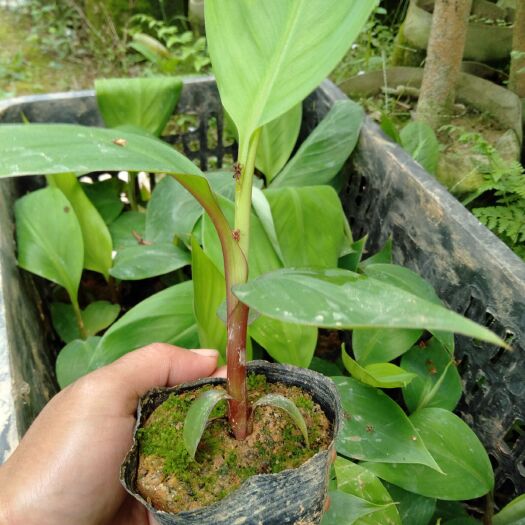 灵山县红蕉苗