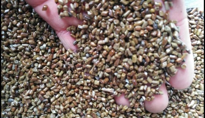 决明种子  决明子 纯新优质种子，保证发芽率，基地直供，一手'货源