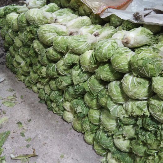 青杂三号白菜  肇东市 窖储大白菜
