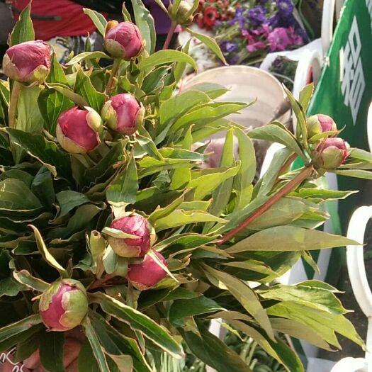 昆明多花芍药  