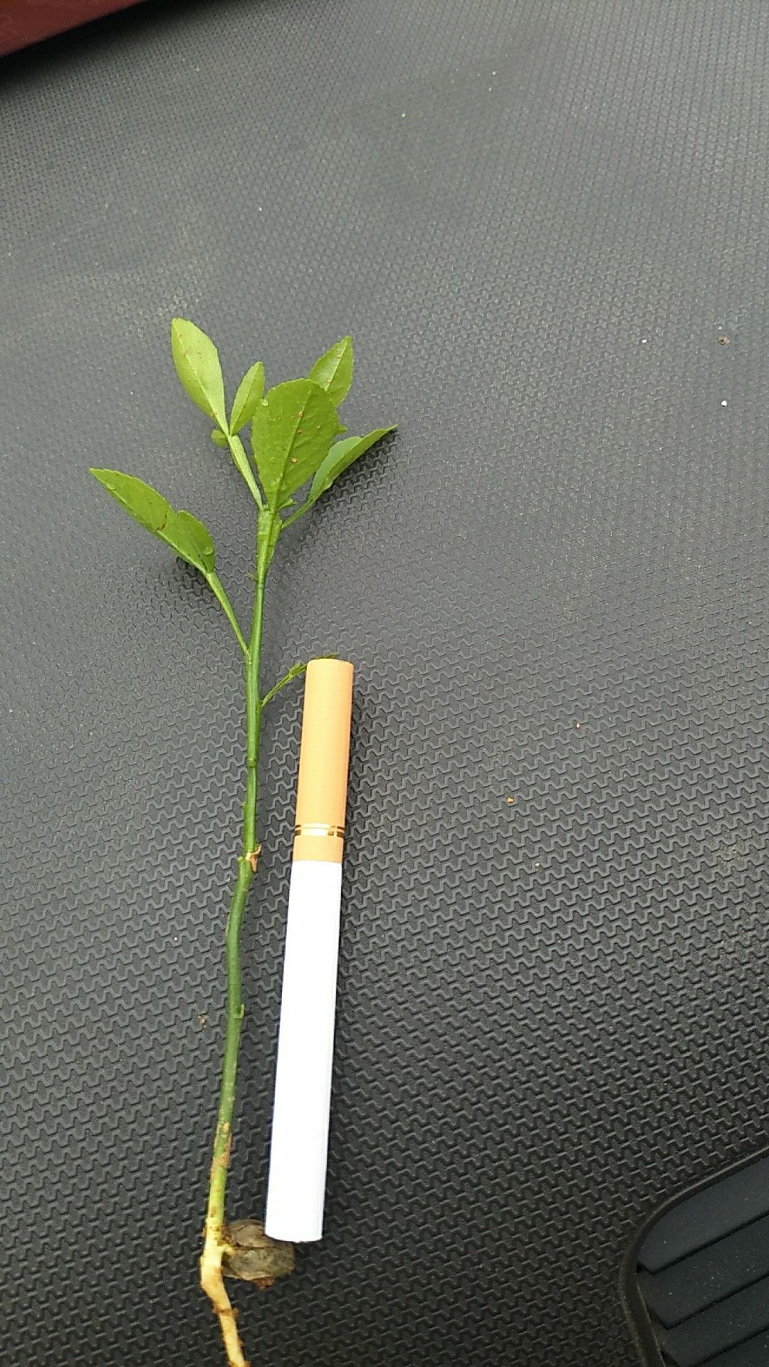 枳橙苗 嫁接苗 0.5米以下