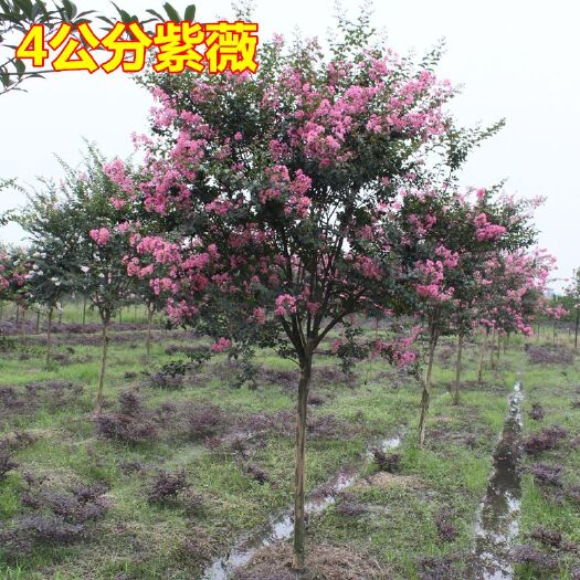 新沂市百日红 紫薇花树苗美国红火箭树苗