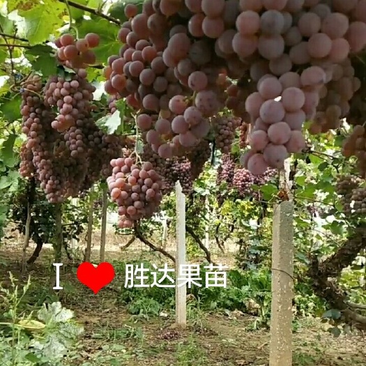 灵山县夏黑葡萄苗 夏黑葡萄，