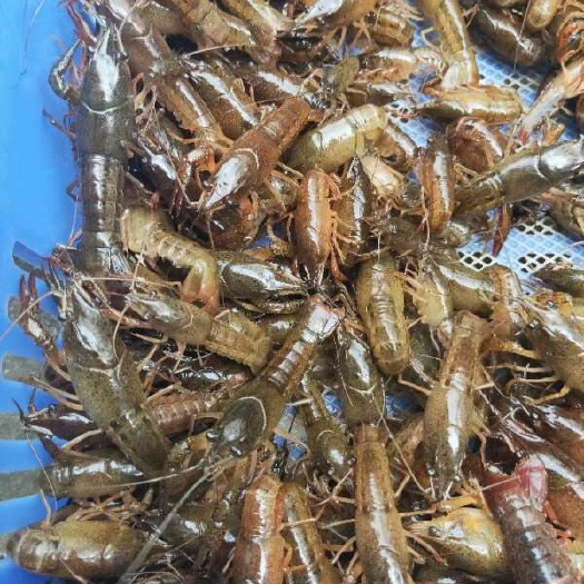 桂林小龙虾苗