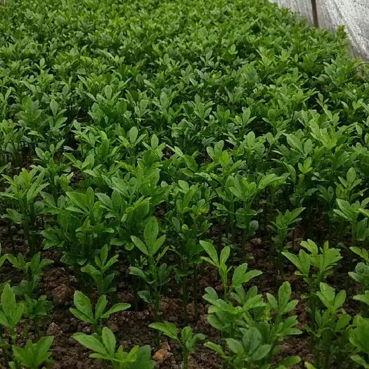阳朔县积壳芽苗 