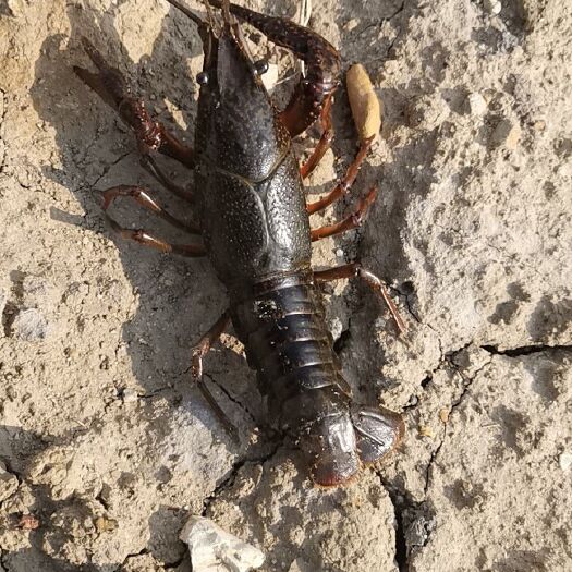 昆明潜江小龙虾 7-9钱 人工养殖 