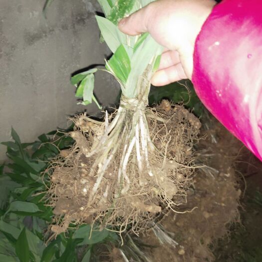 松桃县黄精种苗 多花黄精。基地急于出售