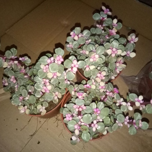 平邑县雅乐之舞 