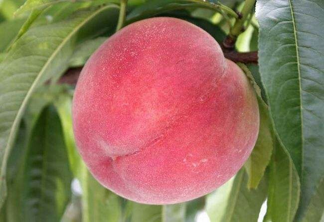 平邑县沂蒙霜红1号苗 沂蒙霜红桃苗，苗圃直发，品种纯正，当年挂果，包成活，死苗补发