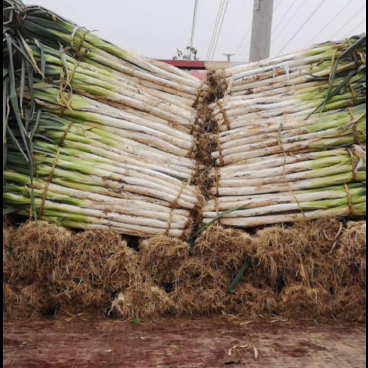 菏泽长白大葱 30~50cm 毛葱