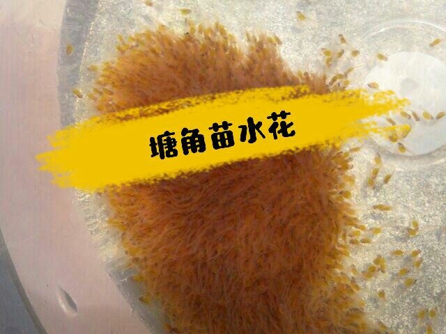 新兴县塘鲺苗