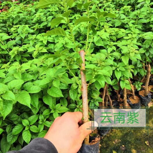 漳州紫花三角梅 0.2~0.5米