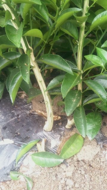 新干县葯用枳壳苗，江西枳壳是同类产品中最好的品种。