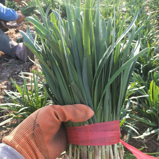 肃宁县大叶韭菜 头茬 30~35cm