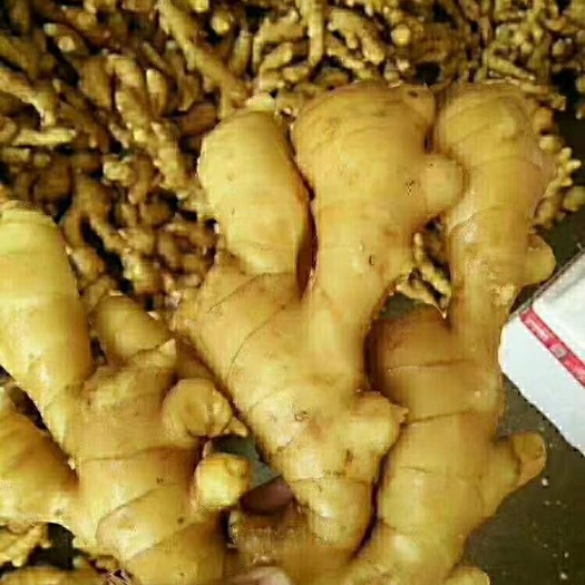 蒙阴县风姜 鲜风姜 