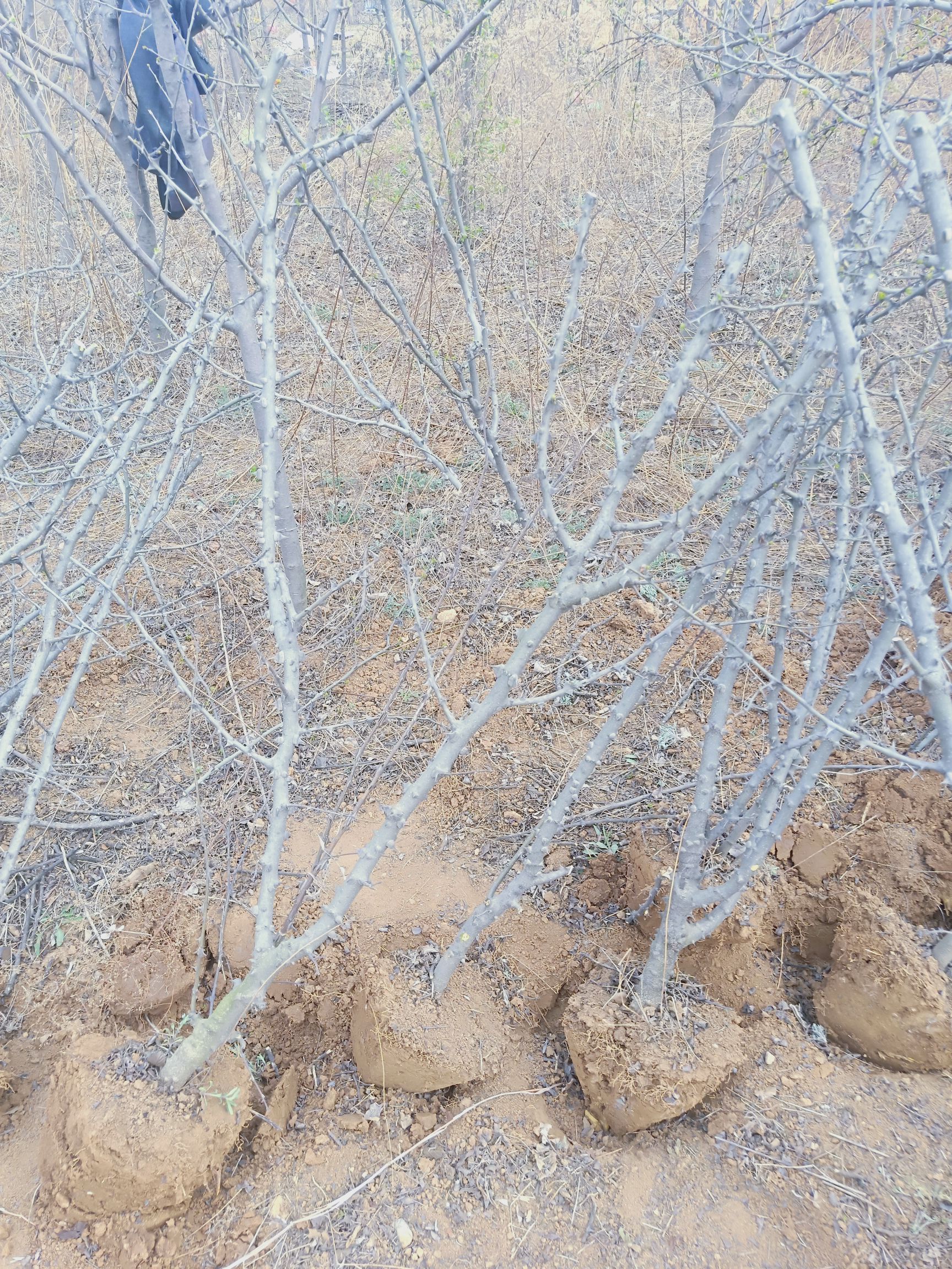 大红袍花椒苗  无刺花椒苗   狮子头花椒苗