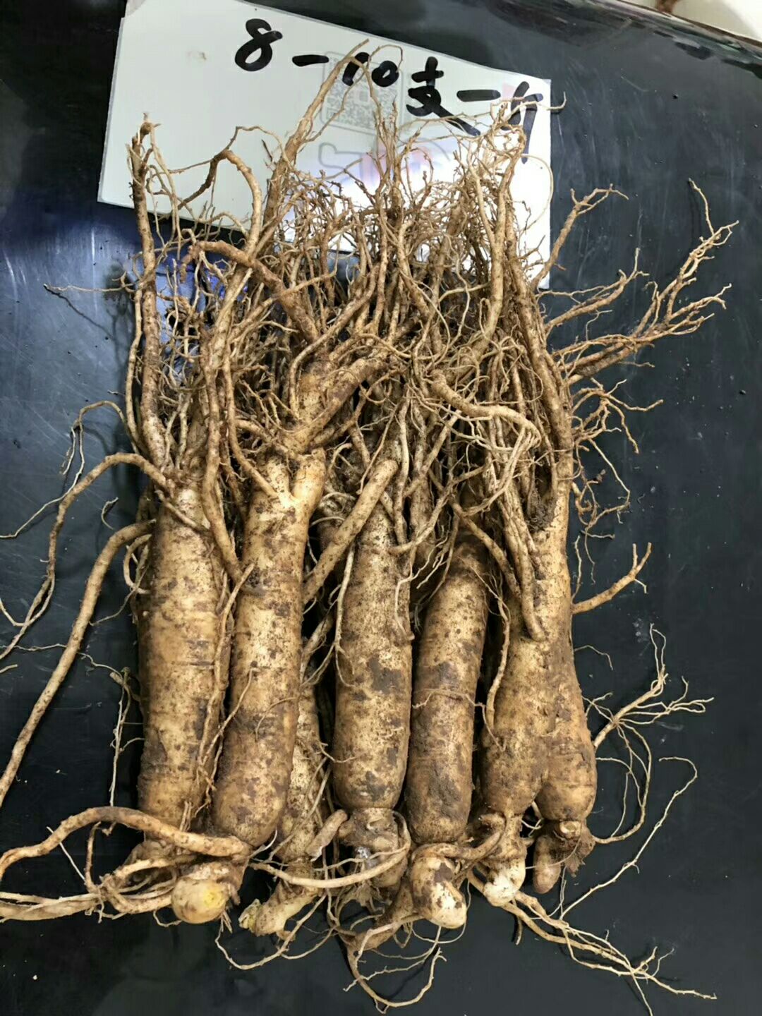 长白山人参 鲜参 
