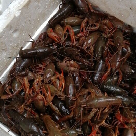 简阳市青壳小龙虾 4-6钱 塘虾 