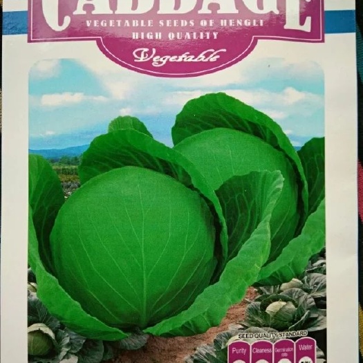 商丘圆包菜种子 杂交种 ≥85%