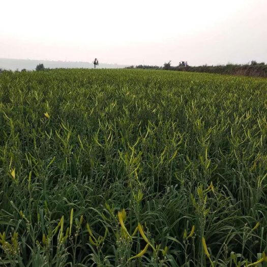 三原县黄花菜干  干黄花菜 干菜 特级 无硫