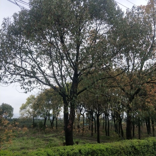 宁波全冠香樟 