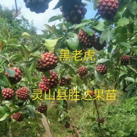 灵山县粉红黑老虎苗 布福娜苗。