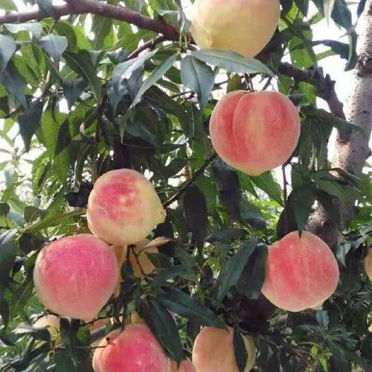 平邑县水蜜桃苗 1~1.5米 