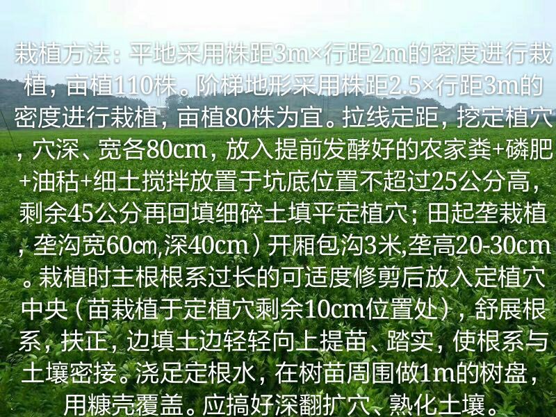 日南一号蜜柑苗  特早蜜桔，树人公司基地直供，纯度品质保障签订合同