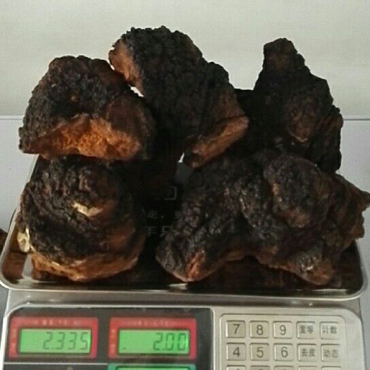 牡丹江俄罗斯桦树茸 整块 散装 