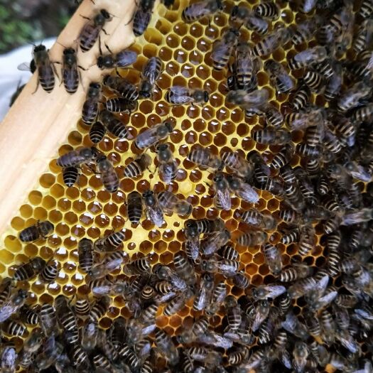 麻阳县土蜂蜜 塑料瓶装 2年以上 98% 