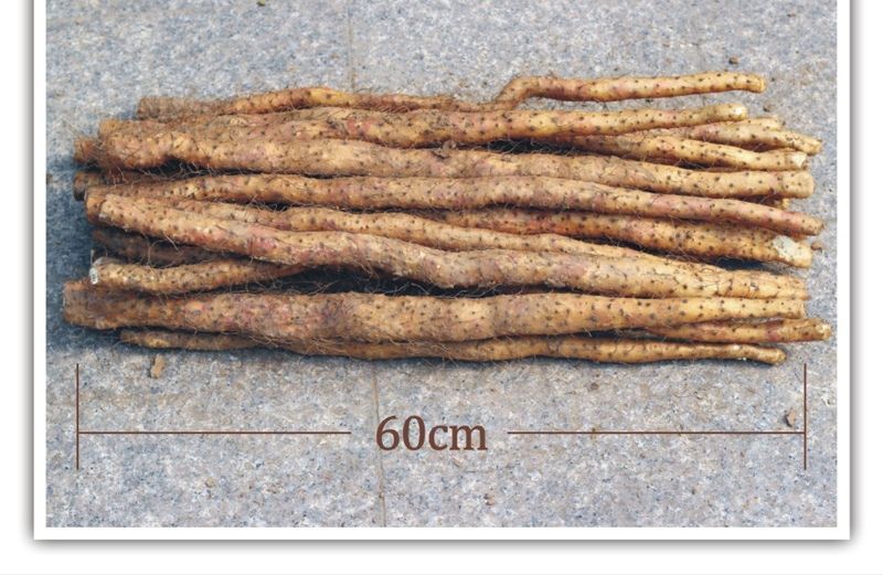 温县垆土铁棍山药 50~70cm 